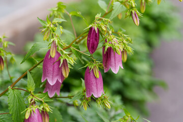 Close-up of purple Bellflower (Campanula punctata) flowers blooming in spring.