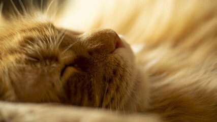 sleeping ginger cat maine coon macro photography