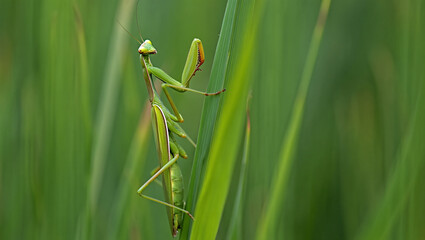 Monarch butterfly feeding on pink milkweed flowers in a garden