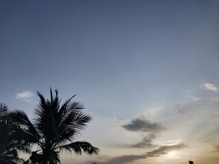 palm tree silhouette against sunset