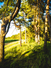 a tunnel of pine trees stretching into the distance, with fields visible in the distance. Everything around is lit with a warm yellow color as the sun sets.
