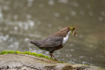 Dipper on a rock in a river