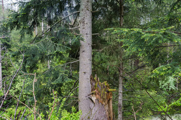 Fototapeta premium Silver fir with old and young needles and old stump