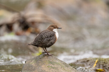 Dipper on a rock in a river