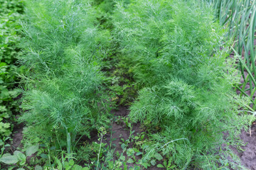 Young plants of dill growing on field against a soil