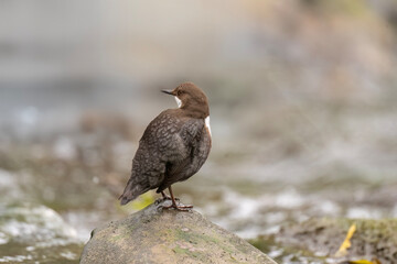 Dipper on a rock in a river