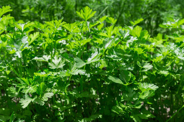 Parsley growing on the field in sunny day, bottom view