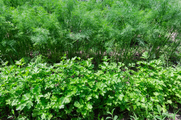 Rows of young parsley and dill plants growing on field