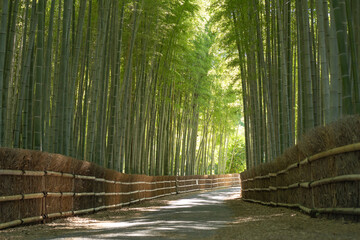 Fototapeta premium 竹林