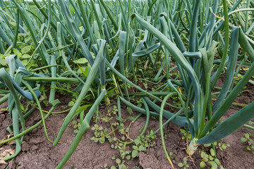 Obraz premium Young green onion growing on a field in overcast morning