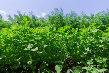 Parsley growing on field against dill and sky, bottom view