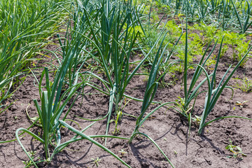 Rows of young green onion and garlic on a field