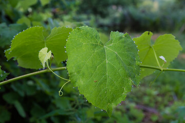 Branch of vine with young leaves covered with dew