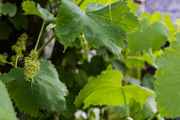 Branches of blooming vine with young leaves covered with dew