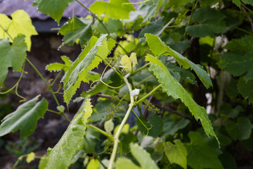 Branches of blooming vine with young leaves covered with dew