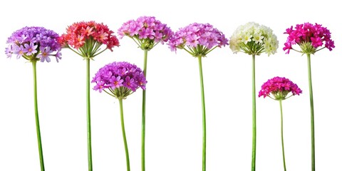 Close up shot of Various Colorful Drumstick Primrose Flowers on White Background