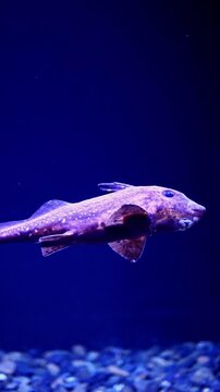 Chimaera Fish Swimming in Deep Ocean &ndash; 4K Footage