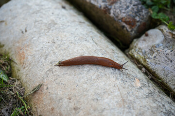 Slug in Home Vegetable Garden – Close-Up of Pest