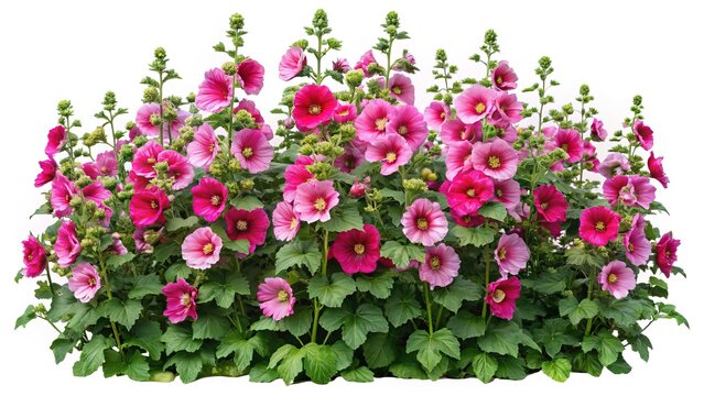 A vibrant display of pink and magenta hollyhock flowers in full bloom
