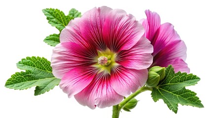 Closeup of Two Elegant Pink Hollyhock Flowers with Green Leaves on White