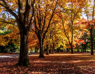 Naklejka premium Autumn park scene with vibrant foliage