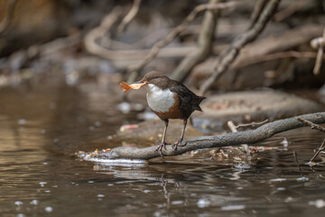 Dipper on a branch in a river