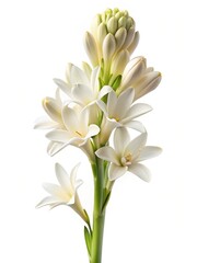 Obraz premium Elegant and Fragrant White Tuberose Flower in Full Bloom on a White Background