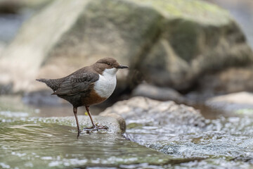 Dipper on a rock in a river
