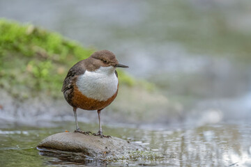 Dipper on a rock in a river
