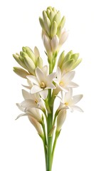 Obraz premium Elegant tuberose flower blossoms on a white background with a gentle aesthetic