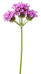 Obraz premium Closeup of Vibrant Purple Verbena Flowers with a Long Green Stem on White