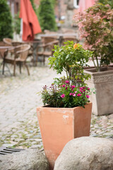 flowers in a pot,Potted plants, including a vibrant pink climbing plant and a small bush with purple flowers, sit on a cobblestone path. The rustic, weathered terracotta and ornate square planters add