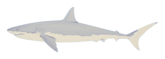 PNG Shark animal fish underwater.