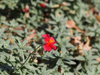 Close-up of red rock rose (Helianthemum nummularium) flower with yellow center in summer sunlight