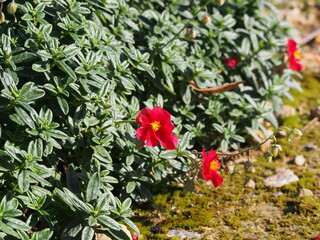 Close-up of red rock rose (Helianthemum nummularium) flower with yellow center in summer sunlight