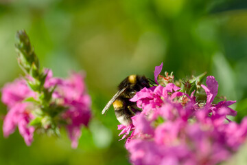 bumblebee collecting pollen on wildflower	