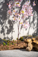 桜とリクガメの穏やかな春