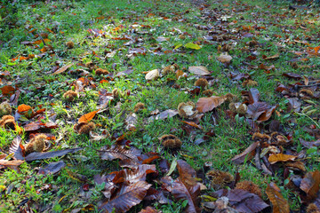 Chestnuts in spiky shells among colorful fallen leaves on green grass in autumn park scene