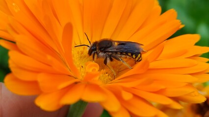 European wool carder bee (Anthidium manicatum) on an orange flower close up.