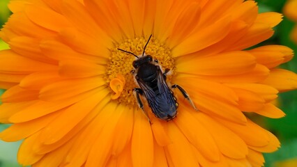 European wool carder bee (Anthidium manicatum) on a yellow flower close up.
