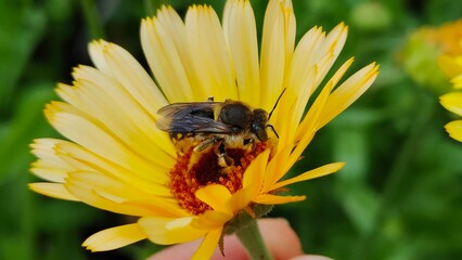 bee on flower