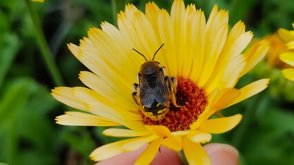 European wool carder bee (Anthidium manicatum) on a yellow flower close up.
