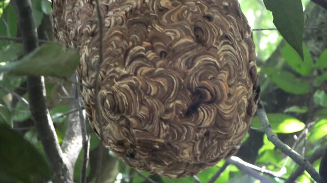 Vespa ducalis wasp and its honeycomb hanging from a tree in the middle of the forest at sunny days