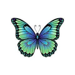 butterfly vector illustration on white background