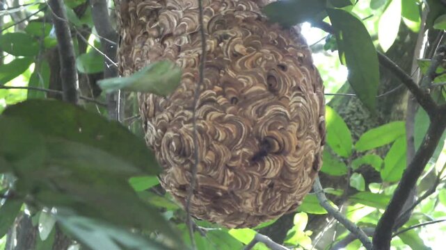 Vespa ducalis wasp and its honeycomb hanging from a tree in the middle of the forest at sunny days