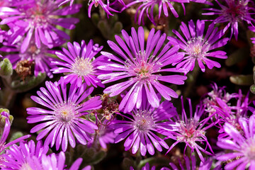 Obraz premium Vibrant floral background with Lampranthus in full bloom