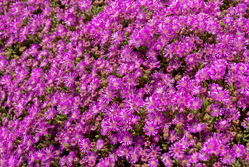 Fototapeta premium Burst of color, Lampranthus multiradiatus flowers