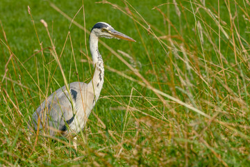 grey heron watching through tall grass	