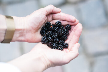 blackberry in hand, A pair of hands gently cupped together, holding a small pile of freshly picked, ripe blackberries. The focus is sharp on the dark, juicy berries and the skin texture of the hands