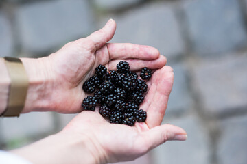 hands of the woman, hands gently cupped together, holding a small pile of freshly picked, ripe blackberries. The focus is sharp on the dark, juicy berries and the skin texture of the hands, wh